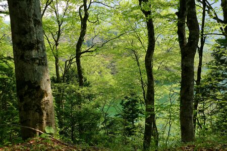 "Juni Lake of Fresh Green", Fukaura Town, Aomori Prefecture Japanの写真素材
