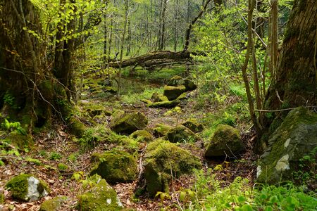 "Juni Lake of Fresh Green", Fukaura Town, Aomori Prefecture Japanの写真素材