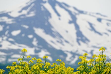 Rape field in Momono@Yurihonjo City, Akita Prefecture Japan