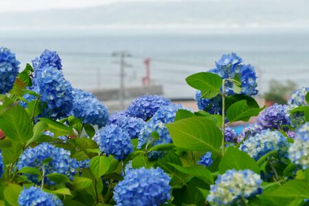 Unshoji Temple, Oga City, Akita Prefecture Japanの写真素材