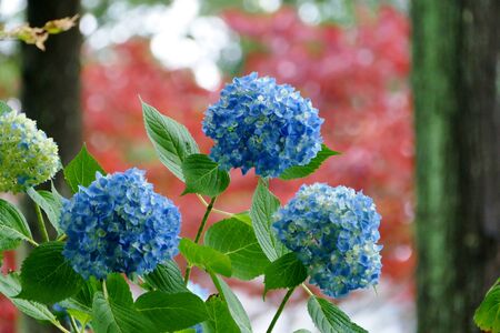 Unshoji Temple, Oga City, Akita Prefecture Japanの写真素材
