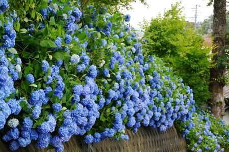 Unshoji Temple, Oga City, Akita Prefecture Japanの写真素材