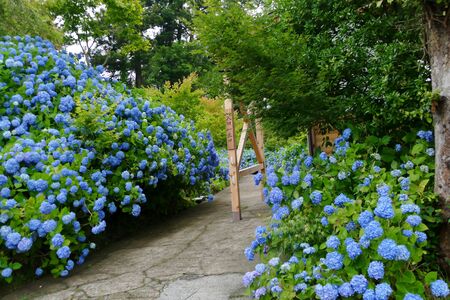 Unshoji Temple, Oga City, Akita Prefecture Japanの写真素材