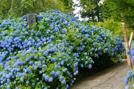 Unshoji Temple, Oga City, Akita Prefecture Japanの写真素材