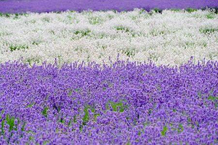 "Lavender Garden in Misato Town", Misato Town, Akita Prefecture Japanの写真素材