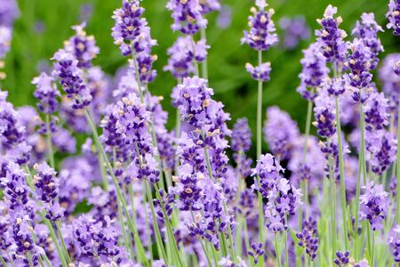 "Lavender Garden in Misato Town", Misato Town, Akita Prefecture Japanの写真素材