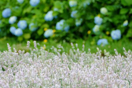 Lavender Garden in Misato Town, Misato Town, Akita Prefecture Japan