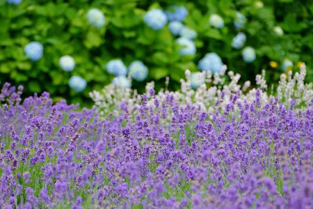 "Lavender Garden in Misato Town", Misato Town, Akita Prefecture Japanの写真素材