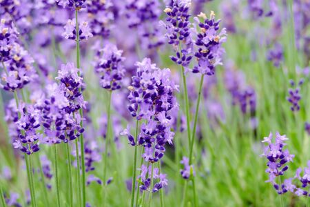 "Lavender Garden in Misato Town", Misato Town, Akita Prefecture Japanの写真素材