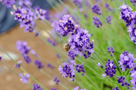 "Lavender Garden in Misato Town", Misato Town, Akita Prefecture Japanの写真素材