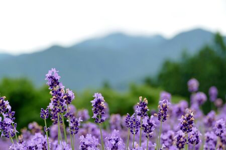 "Lavender Garden in Misato Town", Misato Town, Akita Prefecture Japanの写真素材