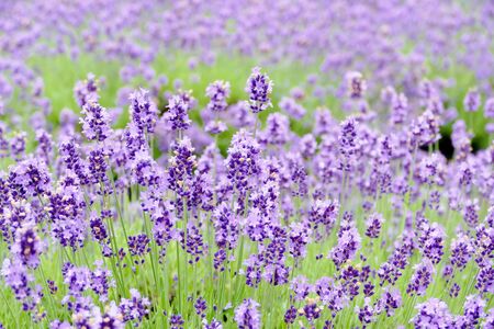 "Lavender Garden in Misato Town", Misato Town, Akita Prefecture Japanの写真素材