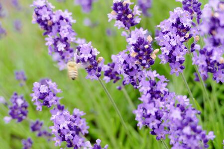 "Lavender Garden in Misato Town", Misato Town, Akita Prefecture Japanの写真素材