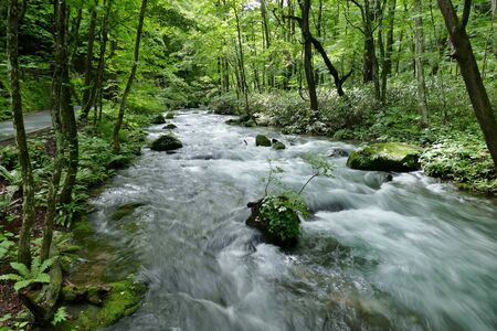 "Oirase Mountain Stream", Towada City, Aomori Prefecture Japanの写真素材
