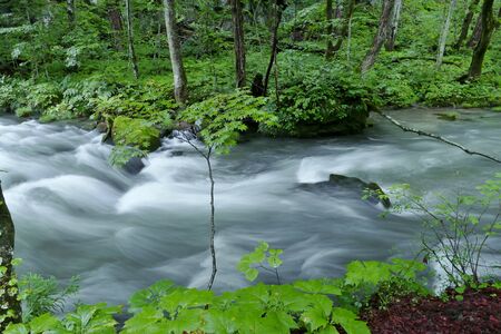 "Oirase Mountain Stream", Towada City, Aomori Prefecture Japanの写真素材