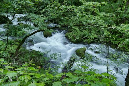 "Oirase Mountain Stream", Towada City, Aomori Prefecture Japanの写真素材