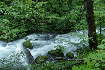 "Oirase Mountain Stream", Towada City, Aomori Prefecture Japanの写真素材