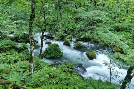 "Oirase Mountain Stream", Towada City, Aomori Prefecture Japanの写真素材