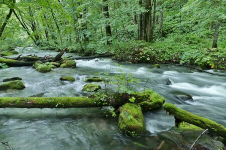 "Oirase Mountain Stream", Towada City, Aomori Prefecture Japanの写真素材