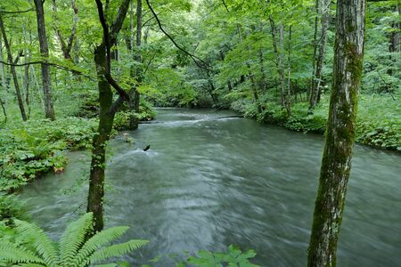 "Oirase Mountain Stream", Towada City, Aomori Prefecture Japanの写真素材