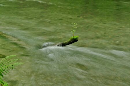 "Oirase Mountain Stream", Towada City, Aomori Prefecture Japanの写真素材