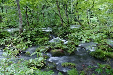"Oirase Mountain Stream", Towada City, Aomori Prefecture Japanの写真素材