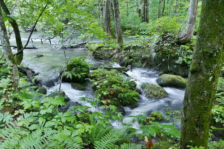 "Oirase Mountain Stream", Towada City, Aomori Prefecture Japanの写真素材
