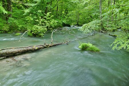 "Oirase Mountain Stream", Towada City, Aomori Prefecture Japanの写真素材