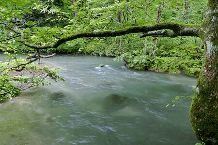 "Oirase Mountain Stream", Towada City, Aomori Prefecture Japanの写真素材