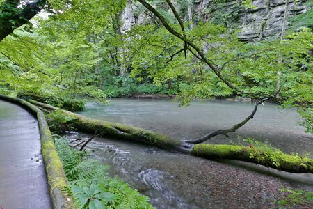 "Oirase Mountain Stream", Towada City, Aomori Prefecture Japanの写真素材