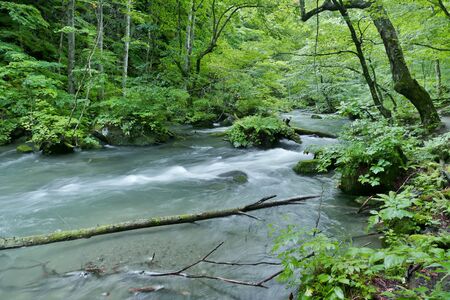 "Oirase Mountain Stream", Towada City, Aomori Prefecture Japanの写真素材