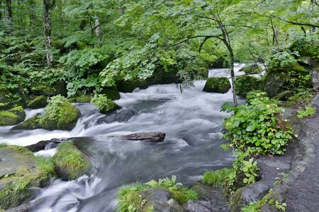 "Oirase Mountain Stream", Towada City, Aomori Prefecture Japanの写真素材