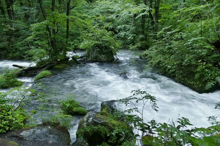 "Oirase Mountain Stream", Towada City, Aomori Prefecture Japanの写真素材