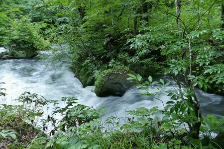 "Oirase Mountain Stream", Towada City, Aomori Prefecture Japanの写真素材