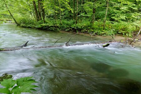 "Oirase Mountain Stream", Towada City, Aomori Prefecture Japanの写真素材
