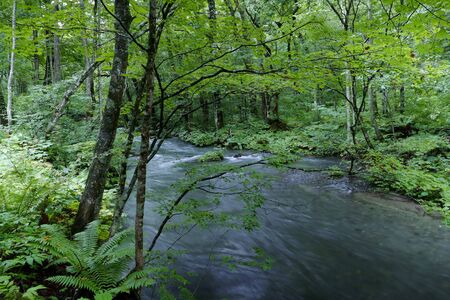"Oirase Mountain Stream", Towada City, Aomori Prefecture Japanの写真素材