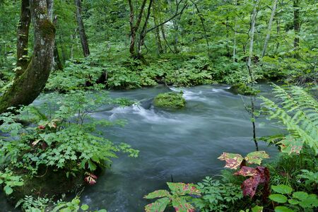 "Oirase Mountain Stream", Towada City, Aomori Prefecture Japanの写真素材