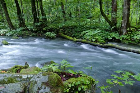 "Oirase Mountain Stream", Towada City, Aomori Prefecture Japanの写真素材