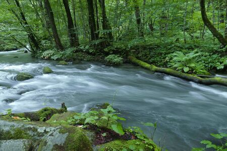 "Oirase Mountain Stream", Towada City, Aomori Prefecture Japanの写真素材