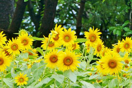 "Sunflower Road", Ogata Village, Akita Prefecture Japanの写真素材