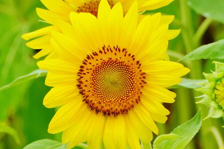 "Sunflower Road", Ogata Village, Akita Prefecture Japanの写真素材