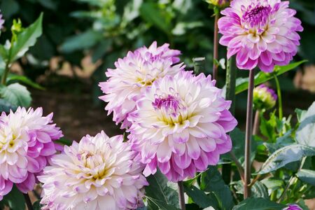 ã"International Dahlia Garden", Akita City, Akita Prefecture Japanの写真素材