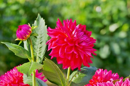 ã"International Dahlia Garden", Akita City, Akita Prefecture Japanの写真素材