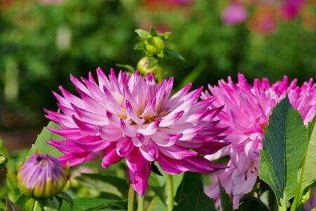 ã"International Dahlia Garden", Akita City, Akita Prefecture Japanの写真素材