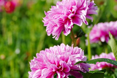 "International Dahlia Garden", Akita City, Akita Prefecture Japanの写真素材