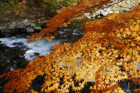 Nakano maple mountain autumn leaves,  Kuroishi Aomori Prefecture Japanの写真素材