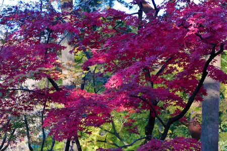 "Autumn Leaves of Kakunodate", Senboku City, Akita Prefecture Japanの写真素材