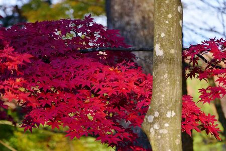 "Autumn Leaves of Kakunodate", Senboku City, Akita Prefecture Japanの写真素材