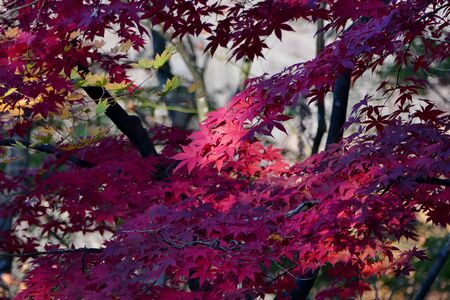 "Autumn Leaves of Kakunodate", Senboku City, Akita Prefecture Japanの写真素材