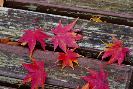 "Autumn Leaves of Kakunodate", Senboku City, Akita Prefecture Japanの写真素材